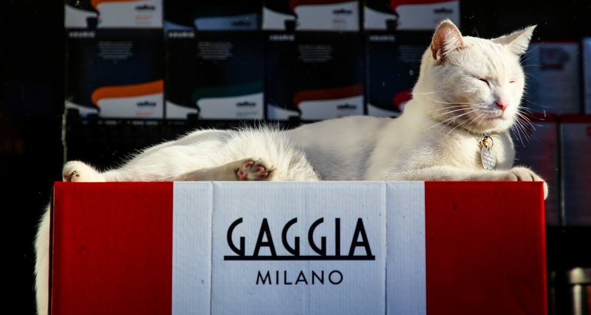 В Маленькой Италии Бронкса прекрасно все. Даже коты спящие в витринах магазинов.