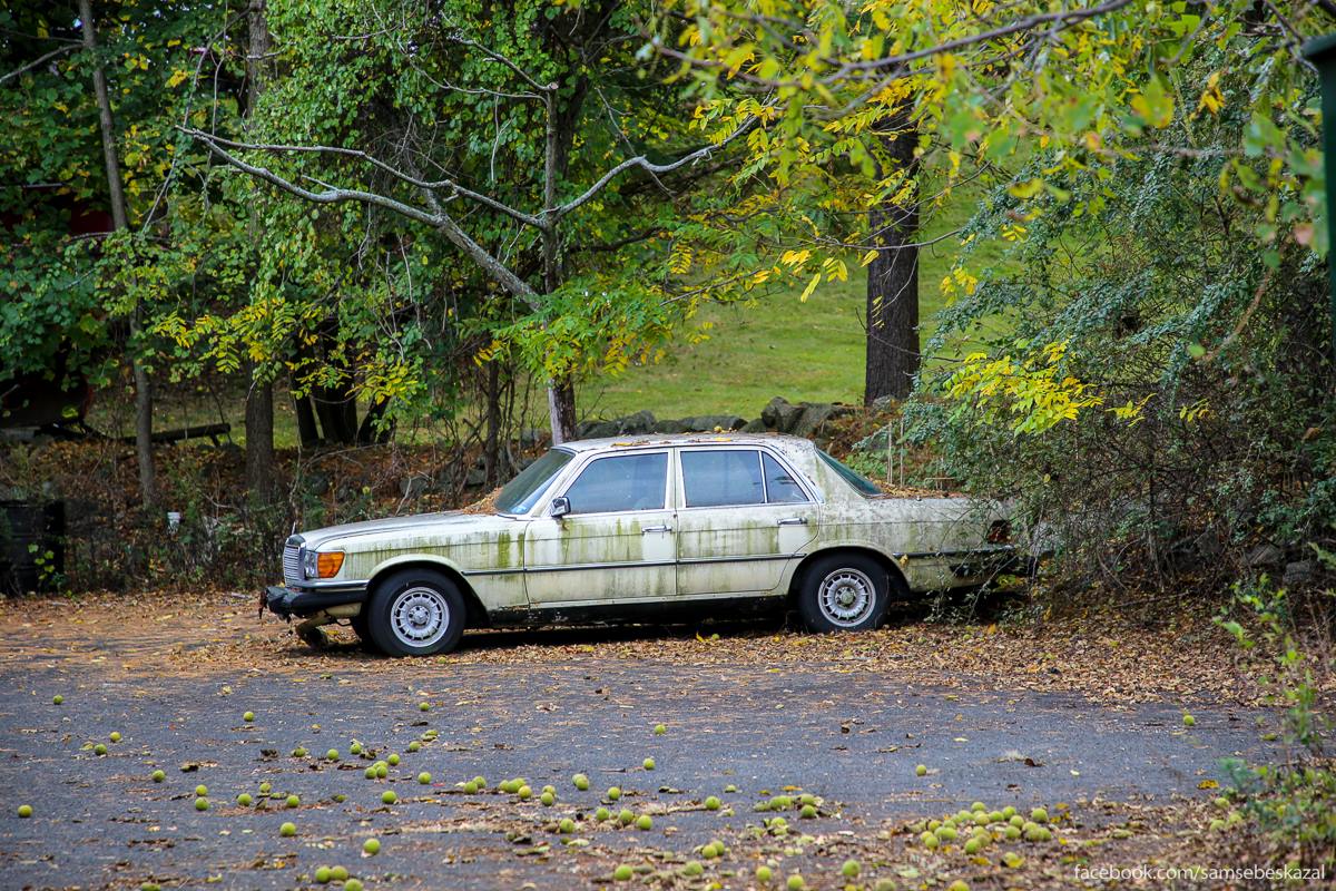 Запрет старых автомобилей. Мерседес 123 заброшенные. Брошенные авто. Старые заброшенные автомобили. Старая машина в лесу.