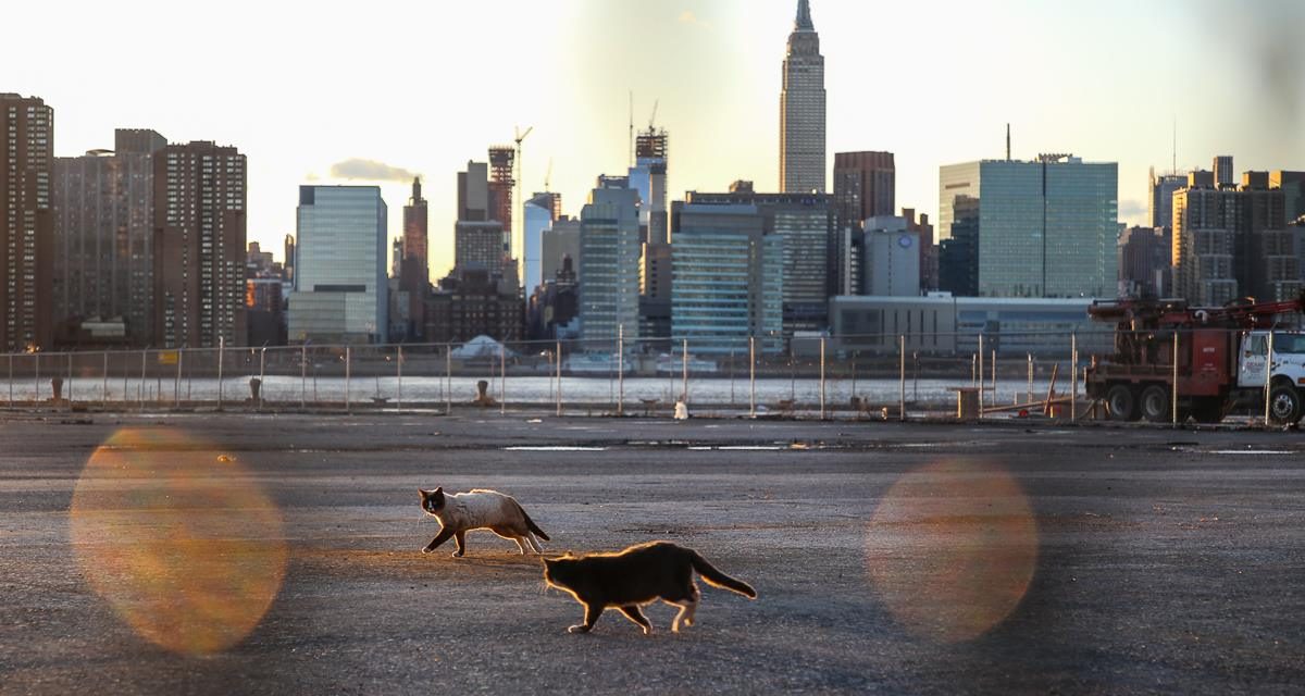 Найти бездомных котов в Нью-Йорке еще та задача
