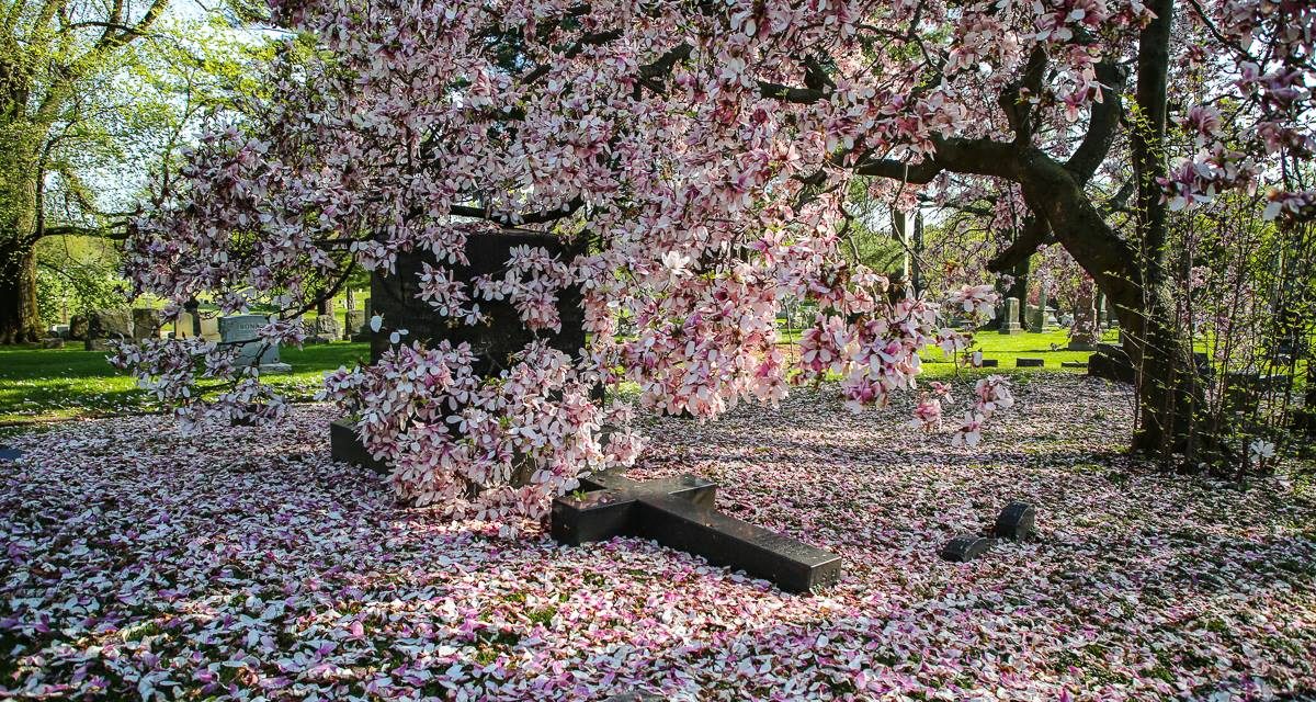 Весна на Гринвудском кладбище в Бруклине