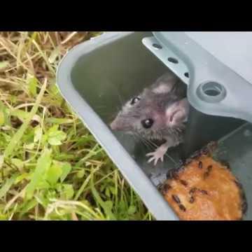 Как мы освободили мышь