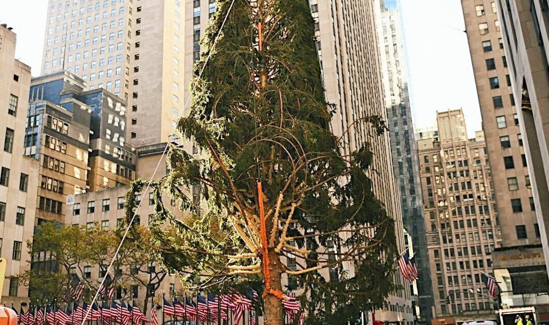Вот уже много лет подряд у Рокфеллер-центра устанавливают главную нью-йоркскую елку